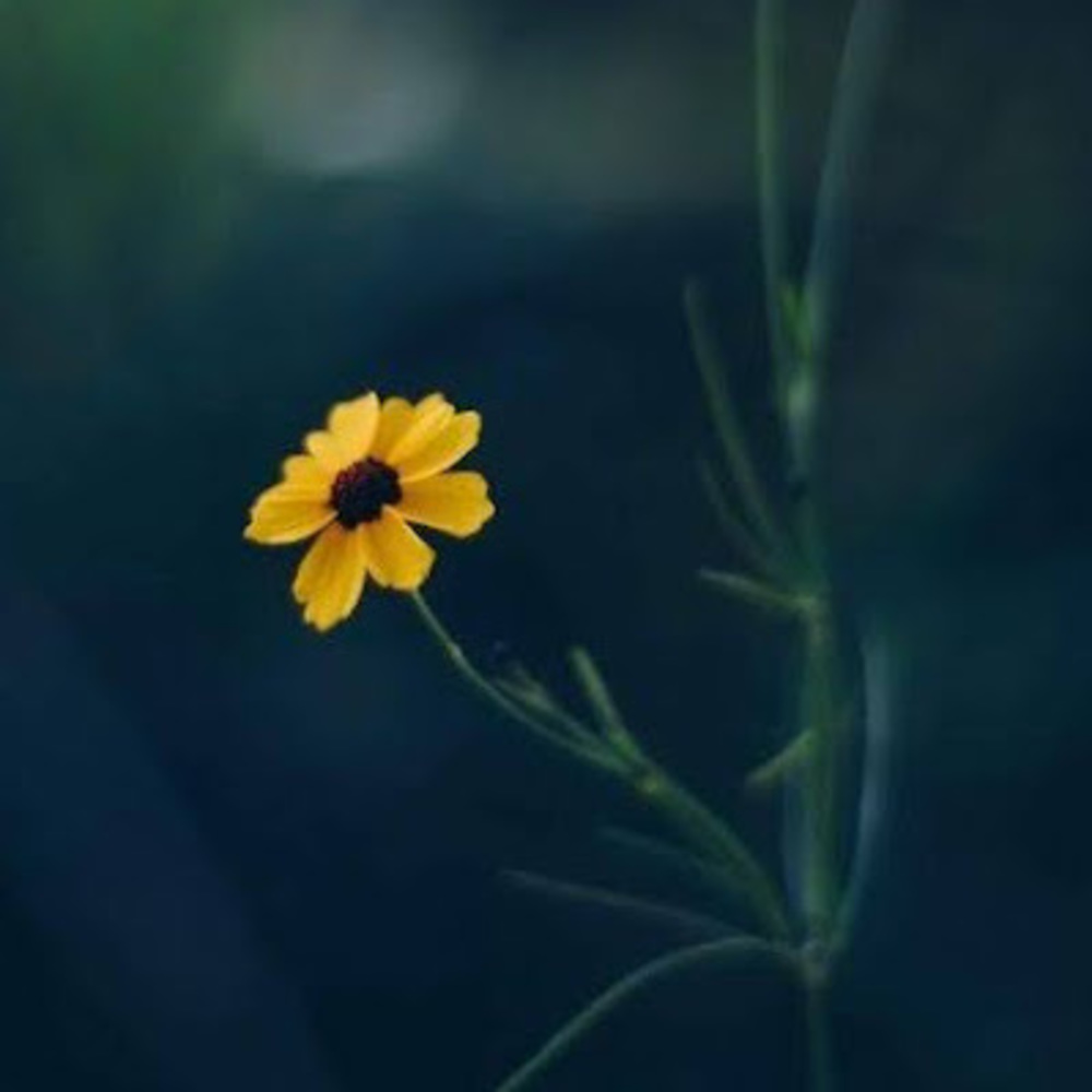 Meet your Posher, Leeann